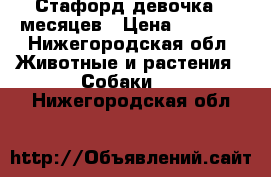 Стафорд девочка 7 месяцев › Цена ­ 3 000 - Нижегородская обл. Животные и растения » Собаки   . Нижегородская обл.